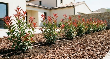 Comment r&eacute;ussir la plantation de vos arbustes au jardin ?